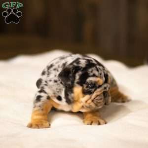 Stephen, English Bulldog Puppy